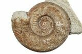 Jurassic Ammonite (Stephanoceras) Fossil - England #279174-1